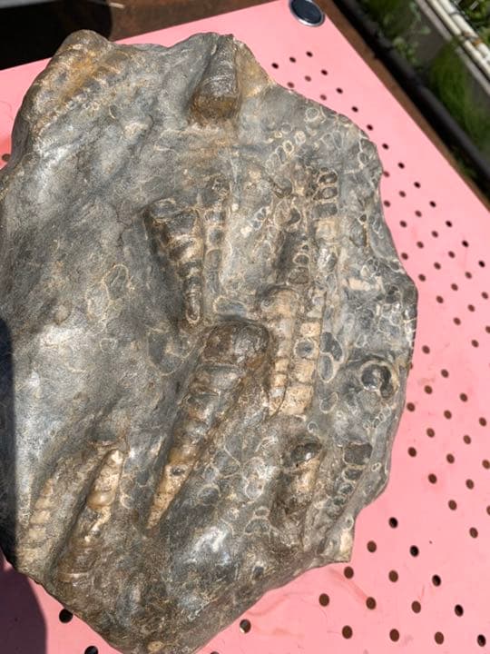 ビカリアの化石