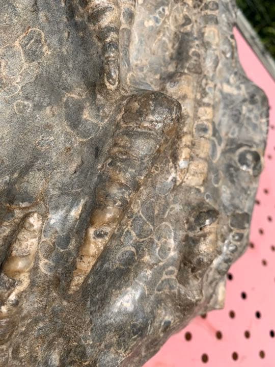 ビカリアの化石