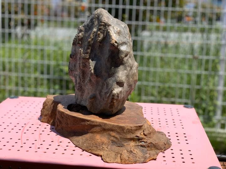 ビカリアの化石