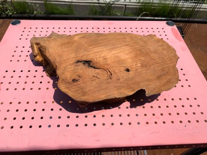 ビカリアの化石