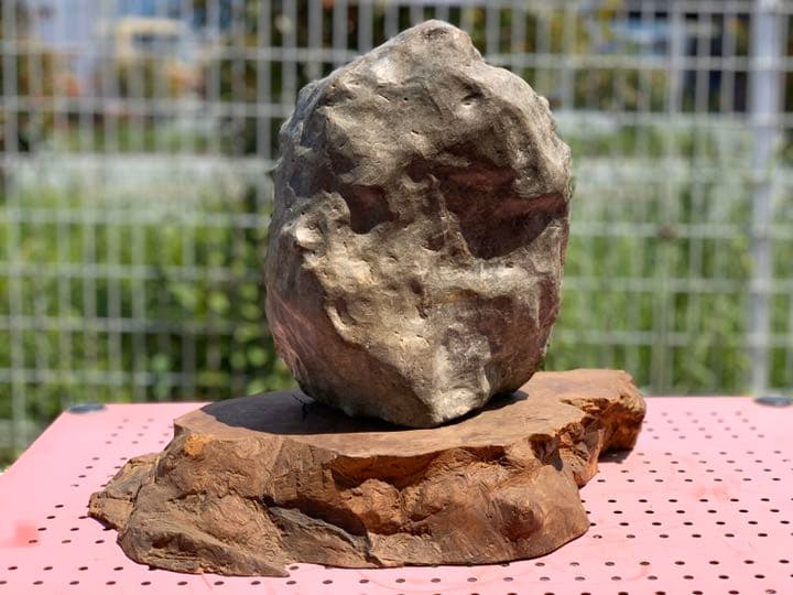 ビカリアの化石