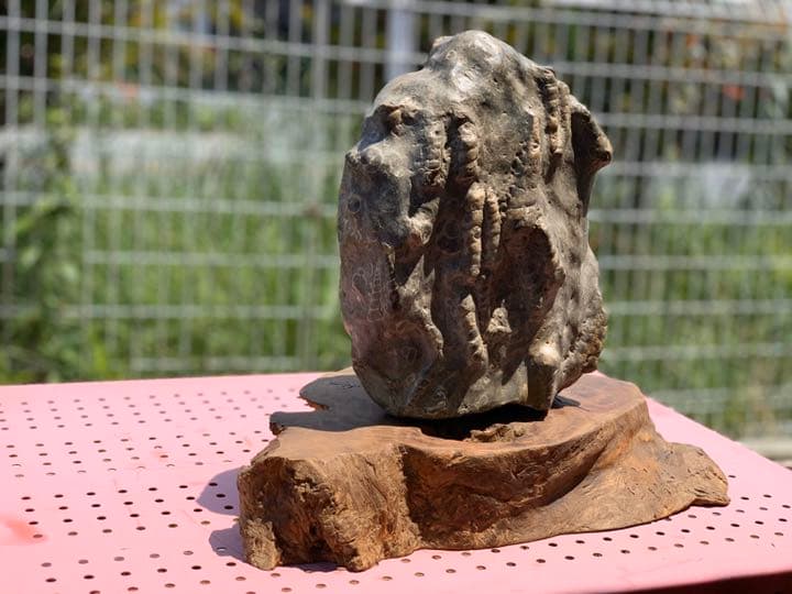 ビカリアの化石