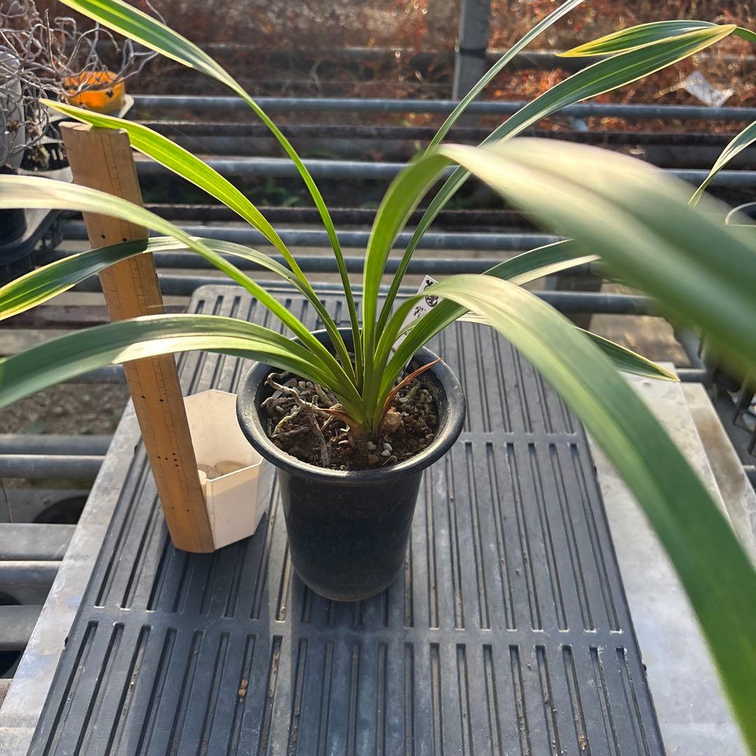 キンリョウヘン原種4鉢セット 3鉢花芽各1付き - メルカリ