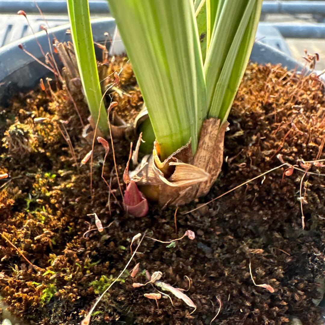 キンリョウヘン原種4鉢セット 3鉢花芽各1付き - メルカリ