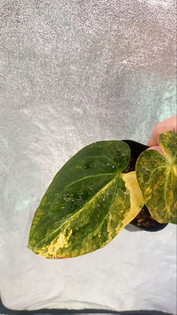 anthurium folgetii 斑入り