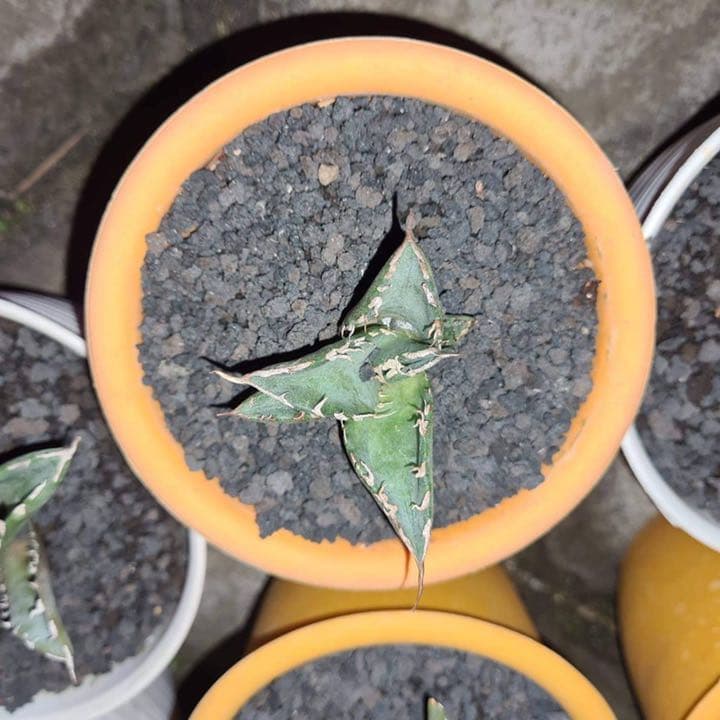 アガベチタノタシーザー