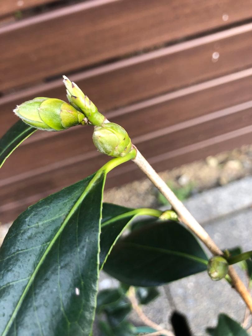 不可思議　椿　鉢底約100cm