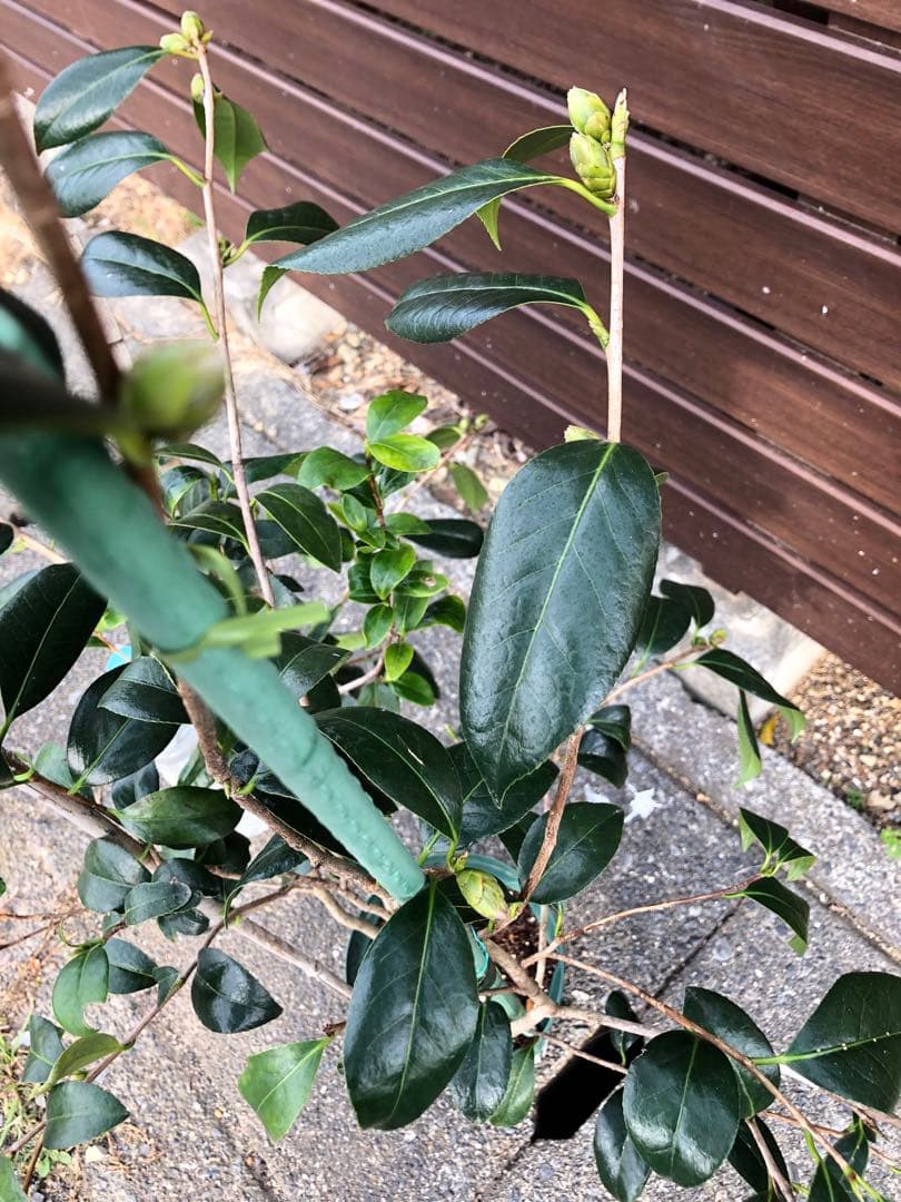 不可思議　椿　鉢底約100cm