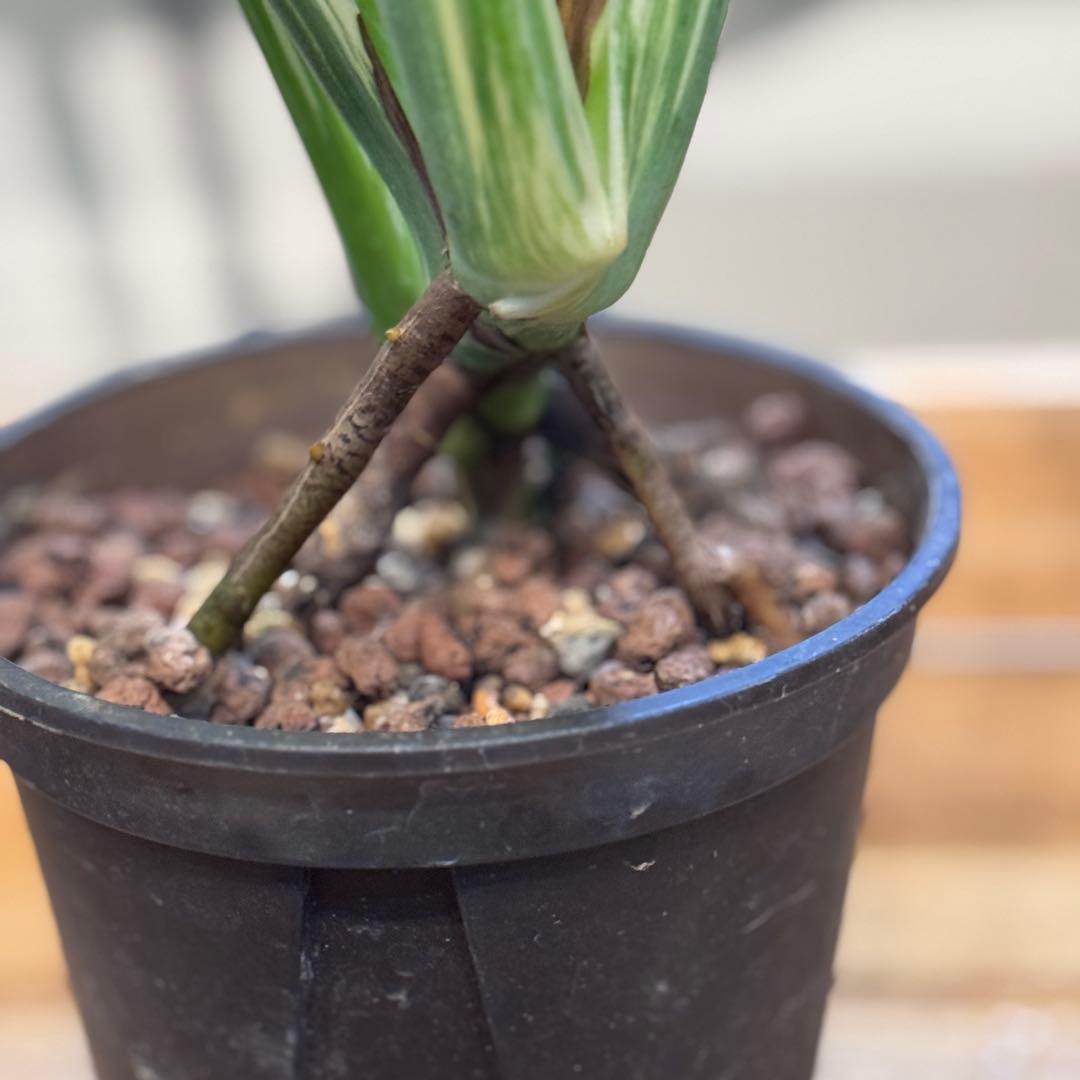 す*る様 22 モンステラ デリシオーサ レガシー 斑入り 美斑 - メルカリ