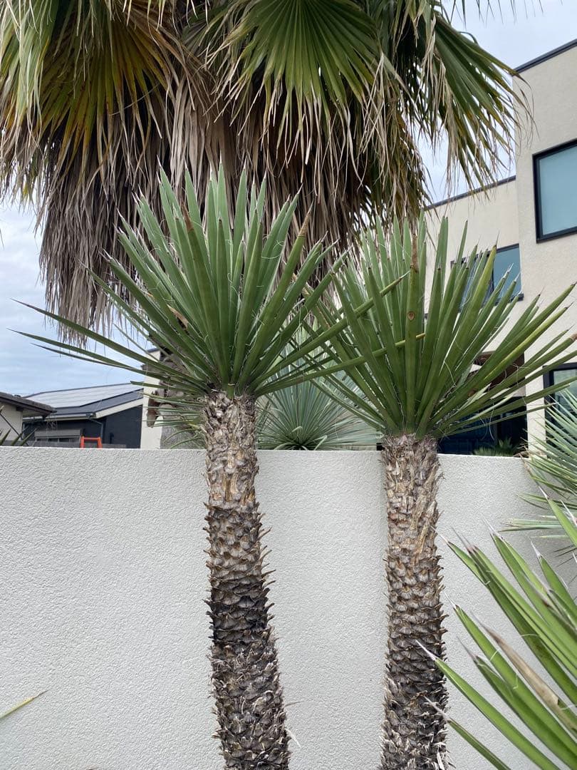 ユッカ　フィリフェラ