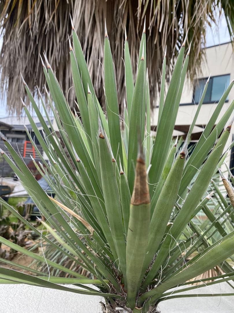 ユッカ　フィリフェラ