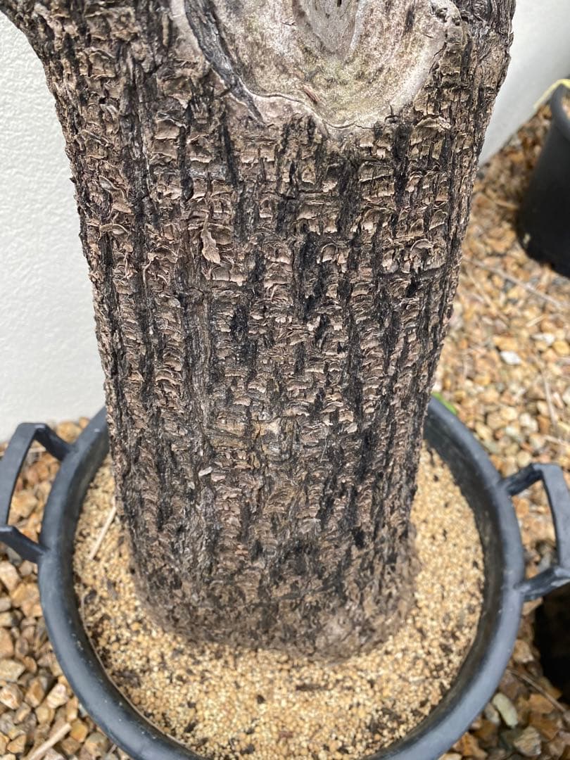 ユッカ　フィリフェラ