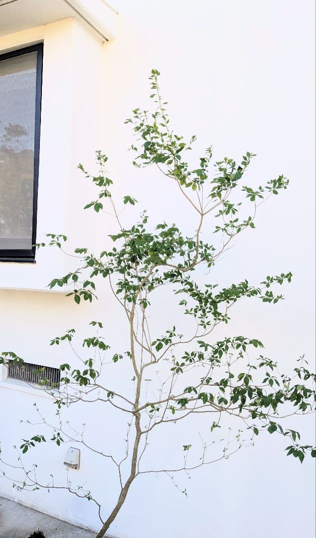 俊。。山採りドウダンツツジ。