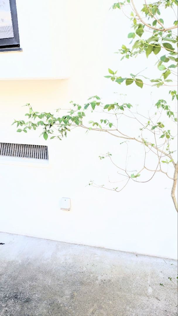 俊。。山採りドウダンツツジ。