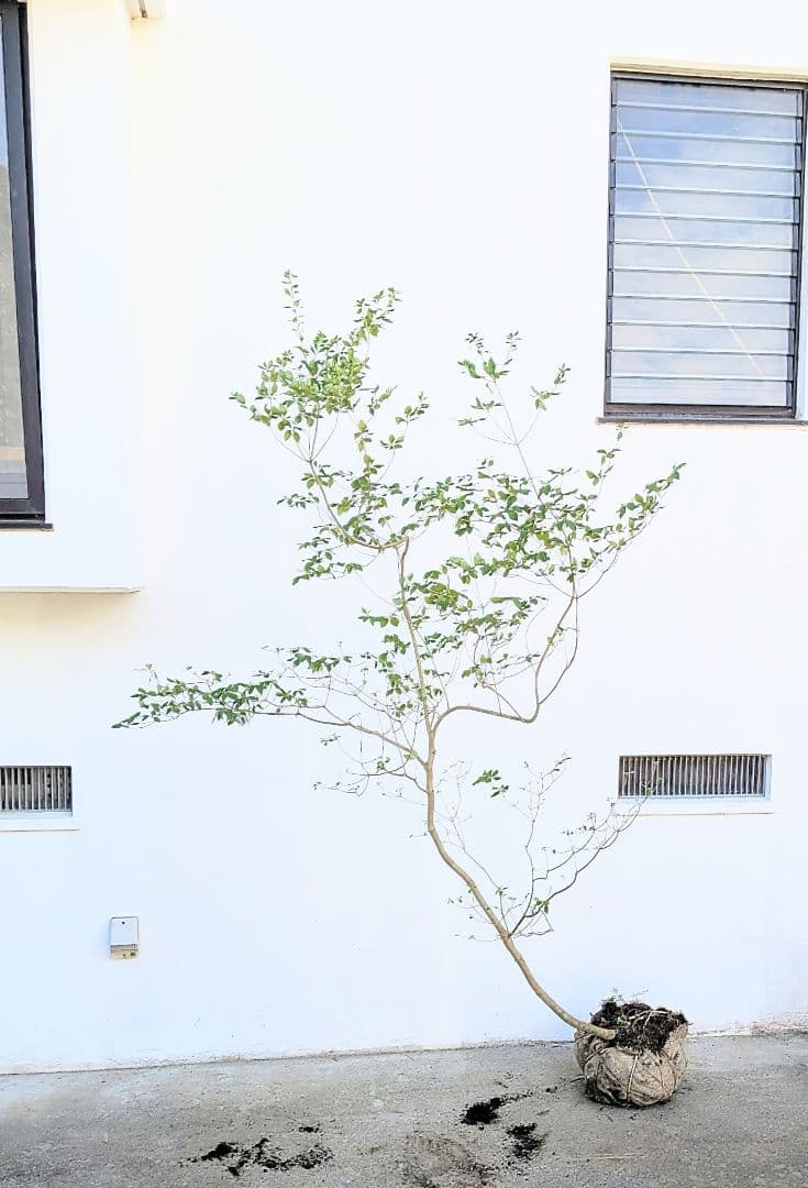 俊。。山採りドウダンツツジ。