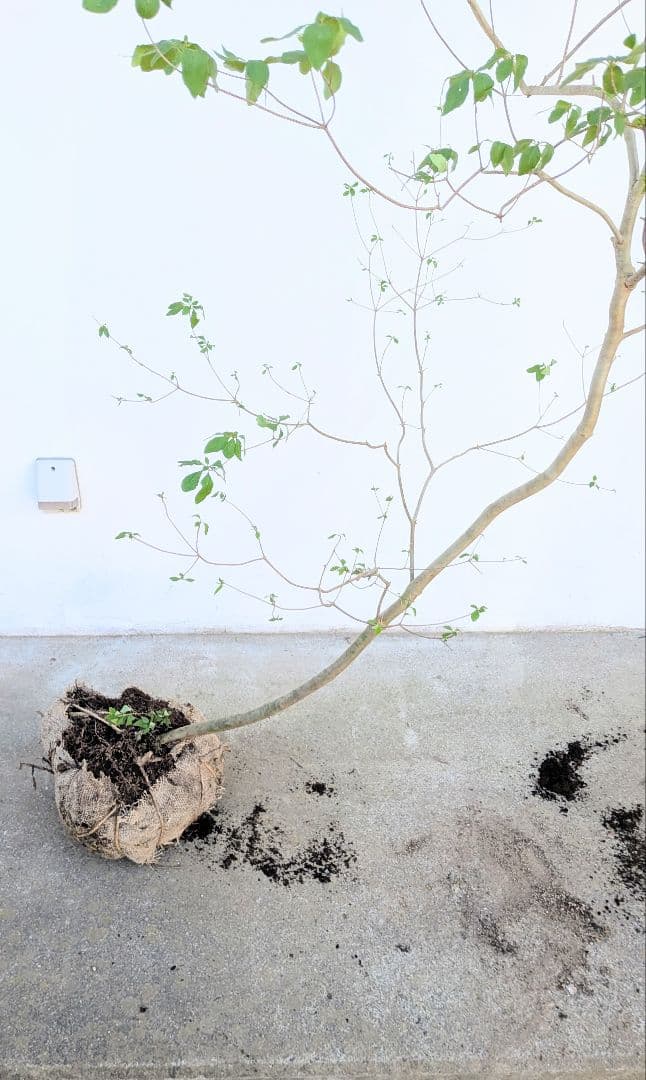 俊。。山採りドウダンツツジ。