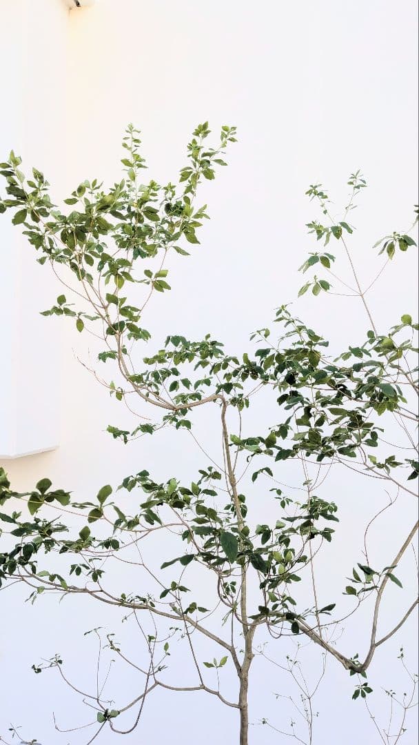 俊。。山採りドウダンツツジ。