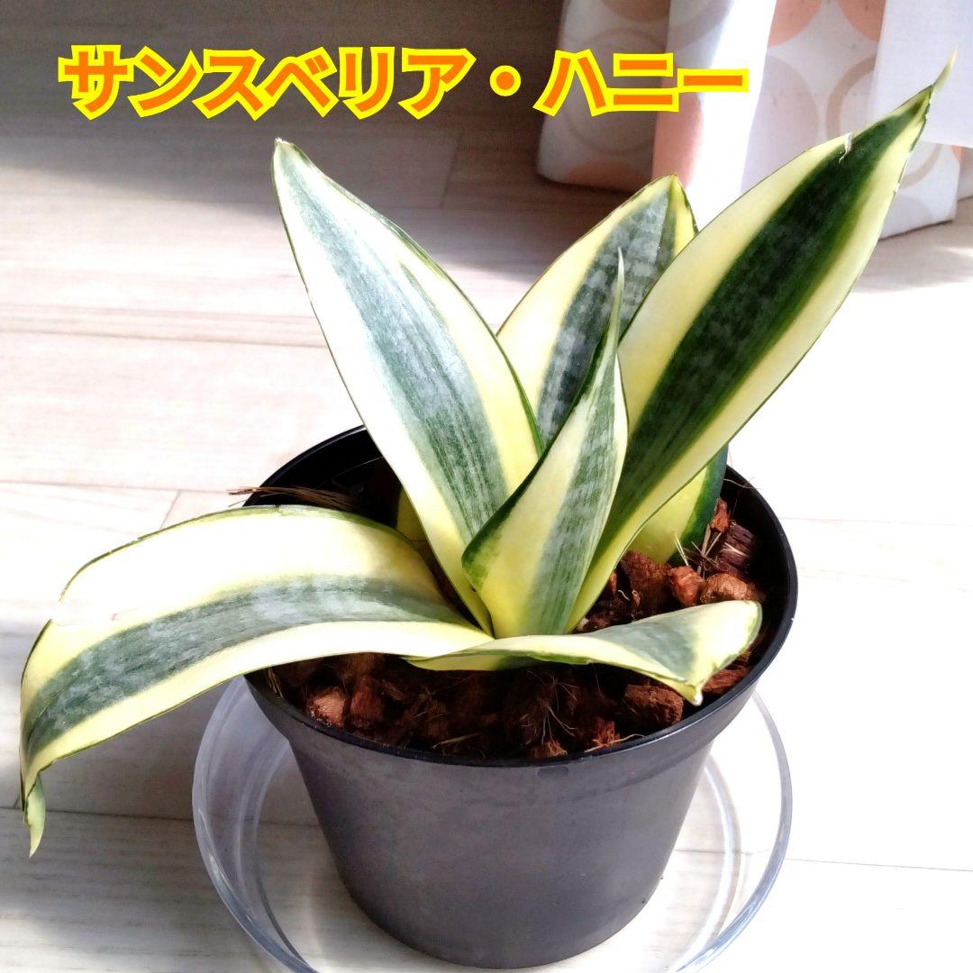 サンセベリア☆サンスベリア☆観葉植物☆黒色の陶器の鉢☆鉢を含め高さ