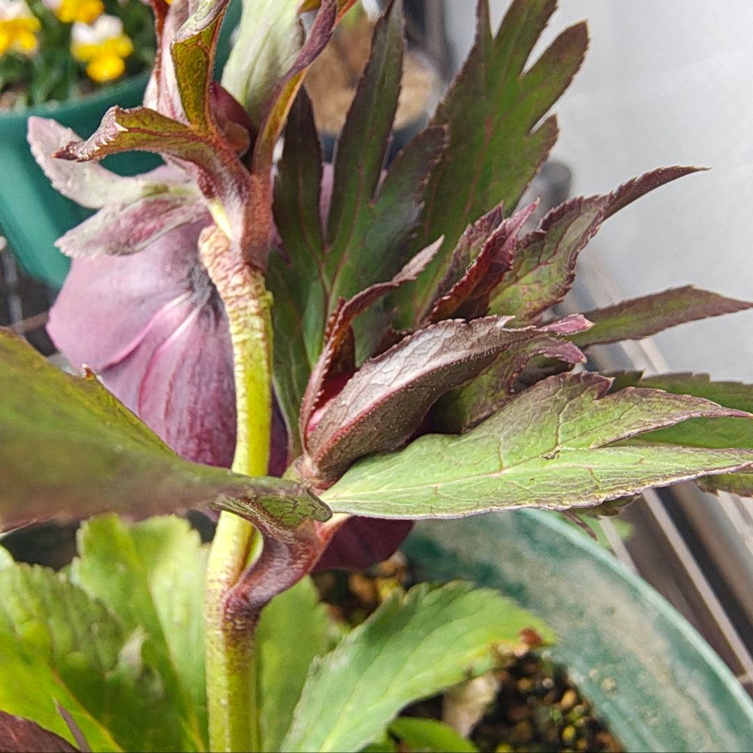 2620 雅 ホワイトリップ 若泉ファーム クリスマスローズ開花株 - メルカリ