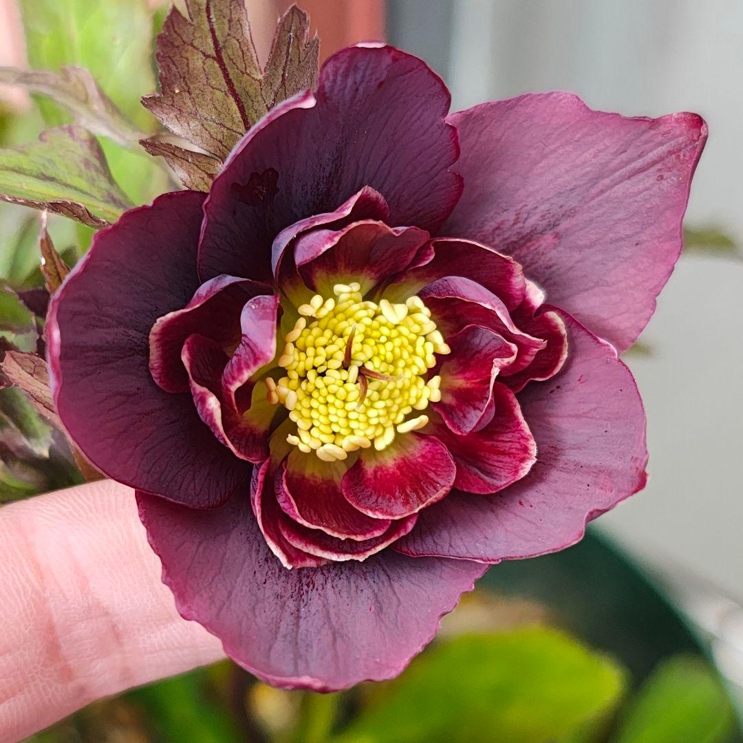 2620 雅 ホワイトリップ 若泉ファーム クリスマスローズ開花株 - メルカリ