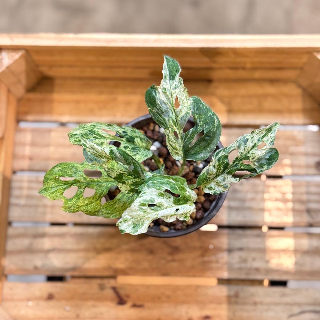 50 モンステラ ラニアタ モトルド 'マダラ'同一品種 - メルカリ