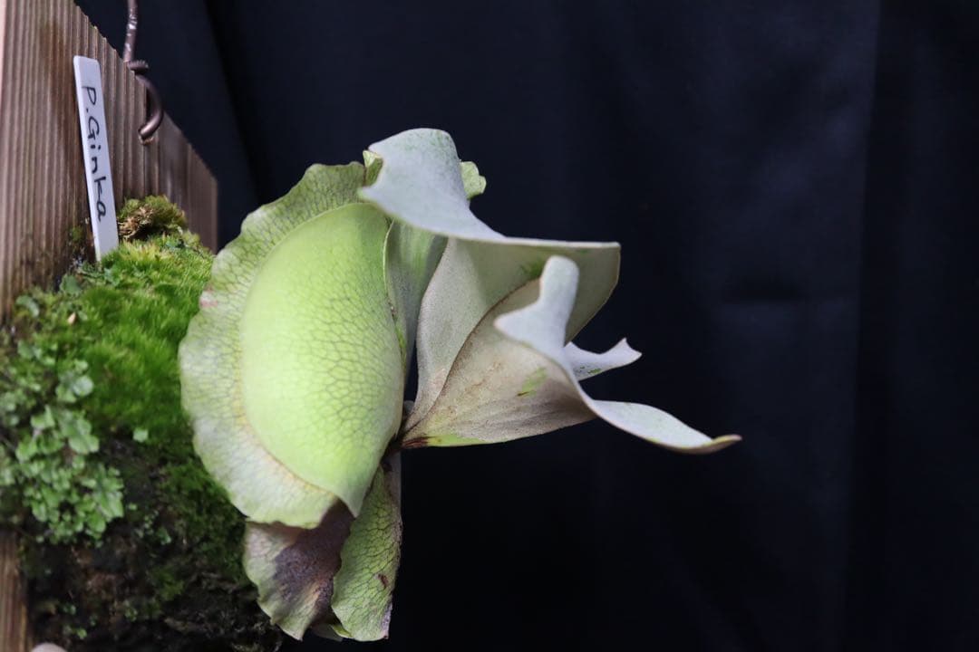 P.Ginka オリジナル株分 子株 OC ビカクシダ ② - メルカリ