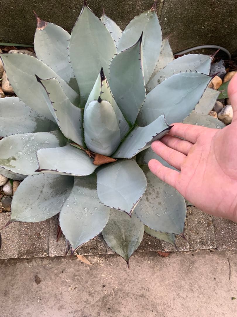 アガベ　パリー　大株　引き取り限定