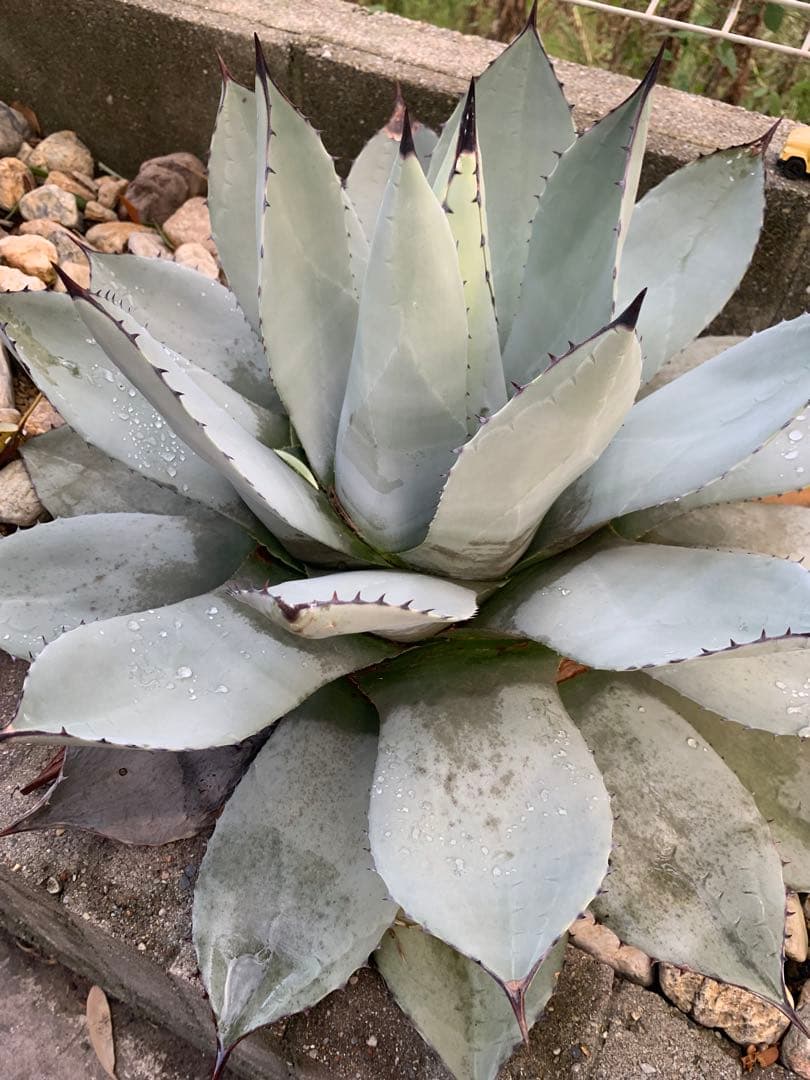 アガベ　パリー　大株　引き取り限定