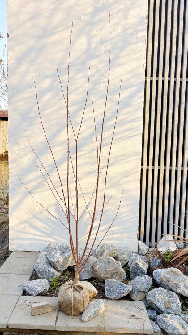 逸品。カツラ(桂)2.0M(鉢底から)品番B