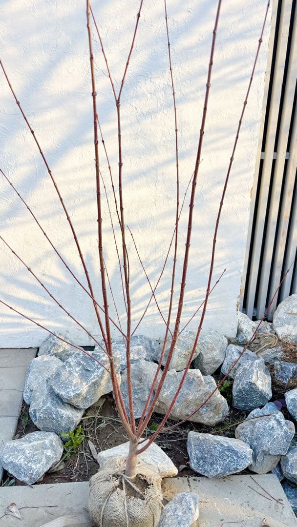 逸品。カツラ(桂)2.0M(鉢底から)品番B