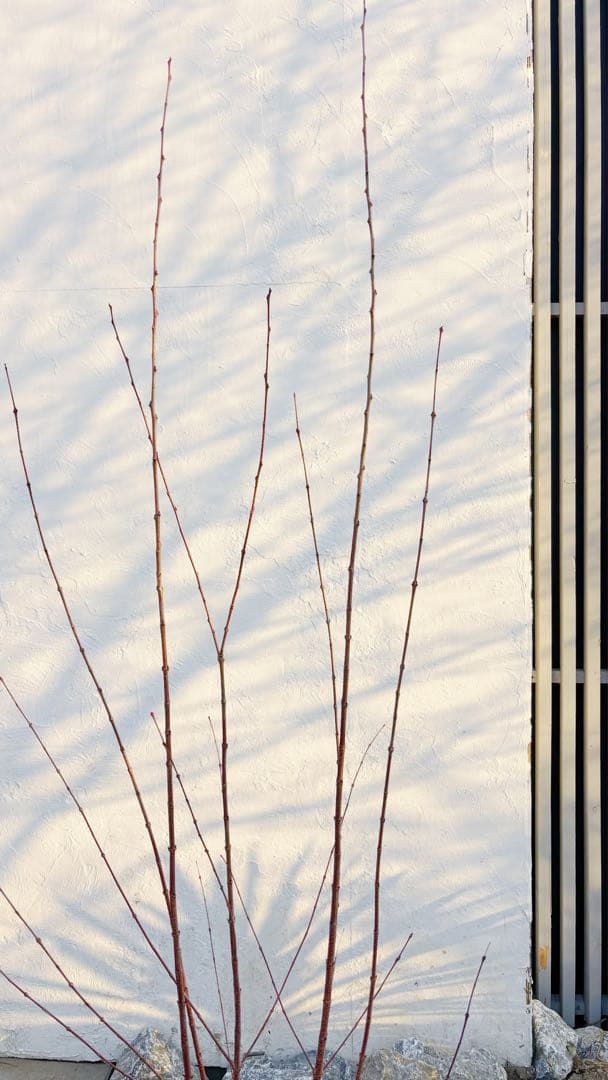 逸品。カツラ(桂)2.0M(鉢底から)品番B