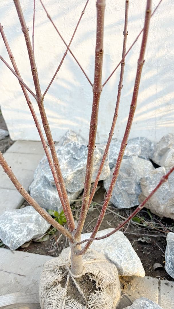 逸品。カツラ(桂)2.0M(鉢底から)品番B