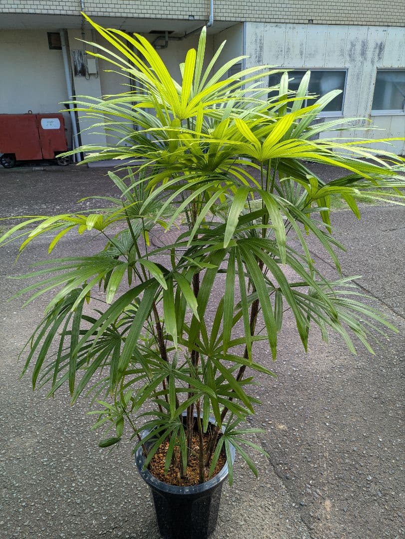 t*u様 3 ユーフォルビア ムランジーナ 現地球 新鮮良株 超大株 ベアルート