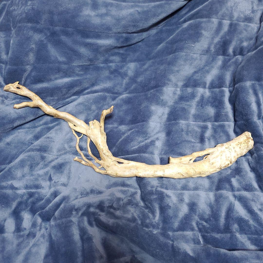 深海松　天然珊瑚　原木