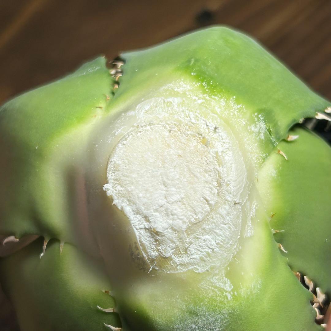 Agave titanota White Ball (Maxilla) イラン株 - メルカリ