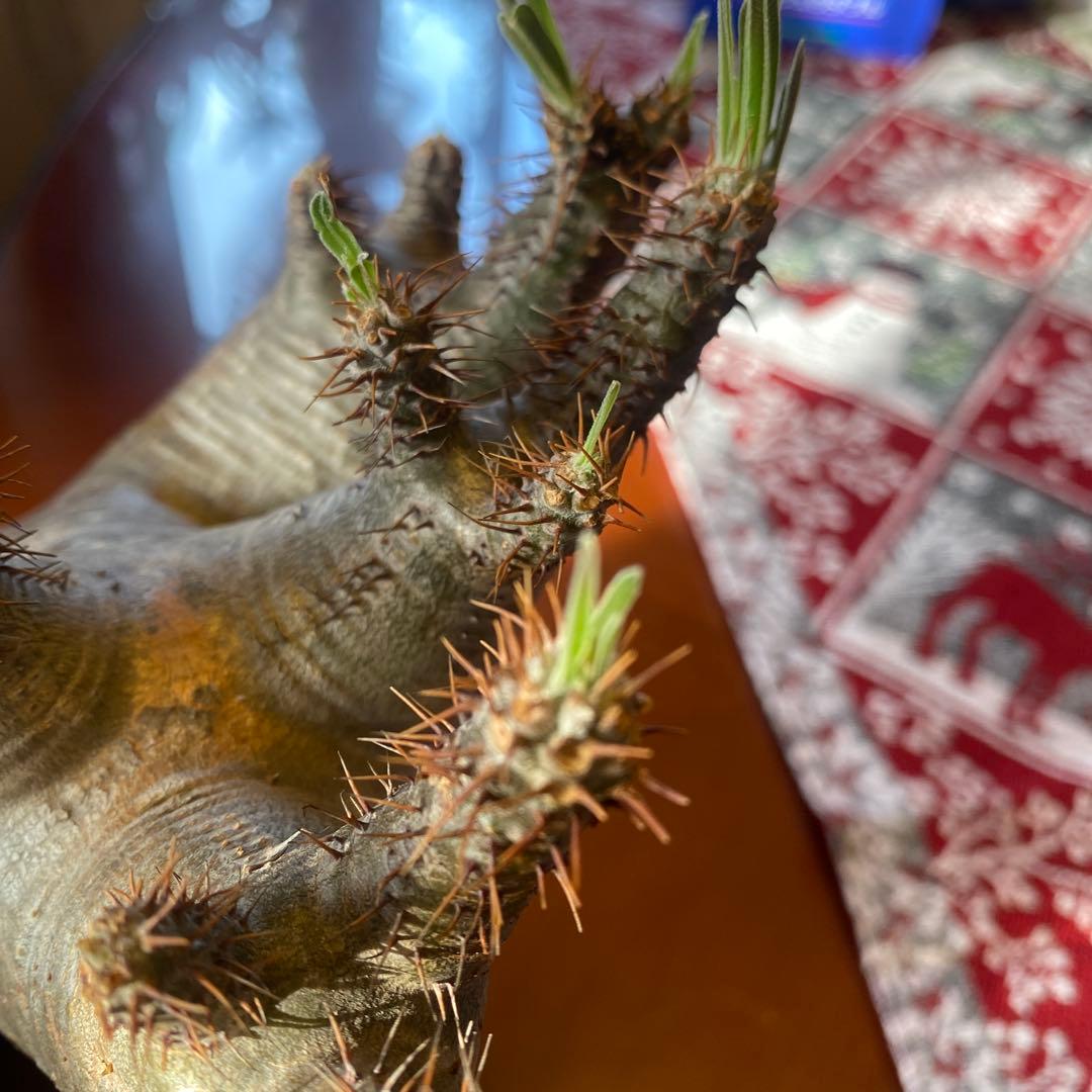 グラキリス 現地球