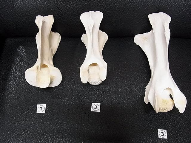 ケープキリン South African Giraffe 首の骨 頚椎