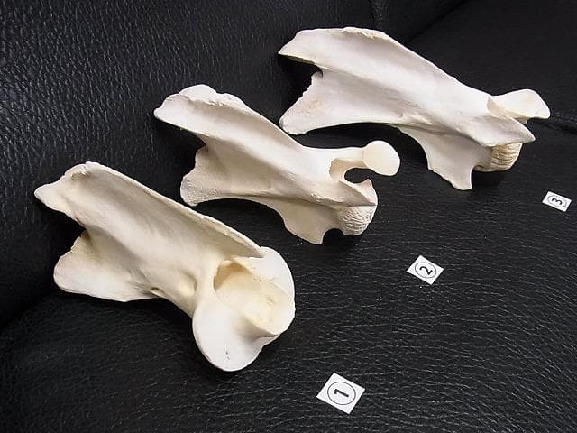 ケープキリン South African Giraffe 首の骨 頚椎