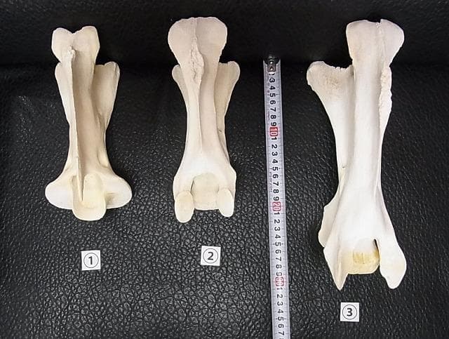 ケープキリン South African Giraffe 首の骨 頚椎