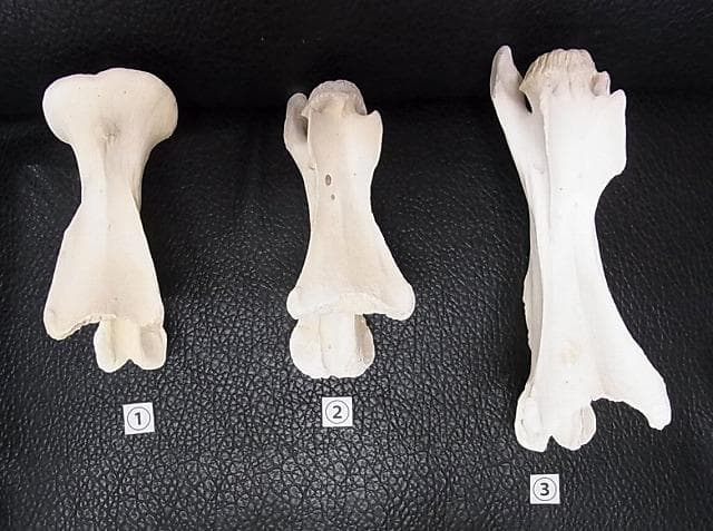 ケープキリン South African Giraffe 首の骨 頚椎