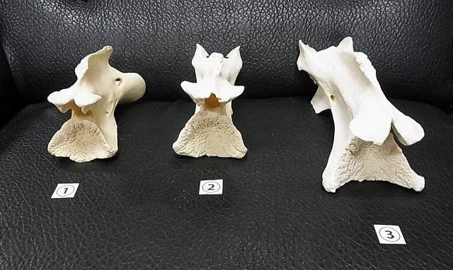 ケープキリン South African Giraffe 首の骨 頚椎