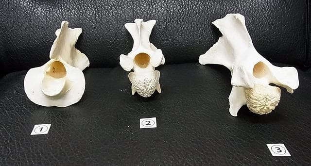 ケープキリン South African Giraffe 首の骨 頚椎