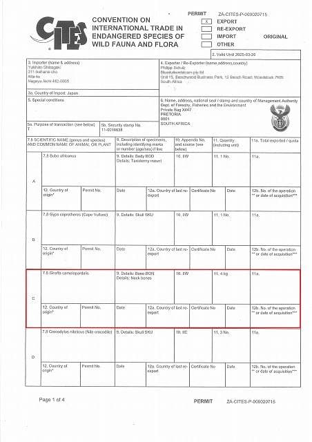 ケープキリン South African Giraffe 首の骨 頚椎