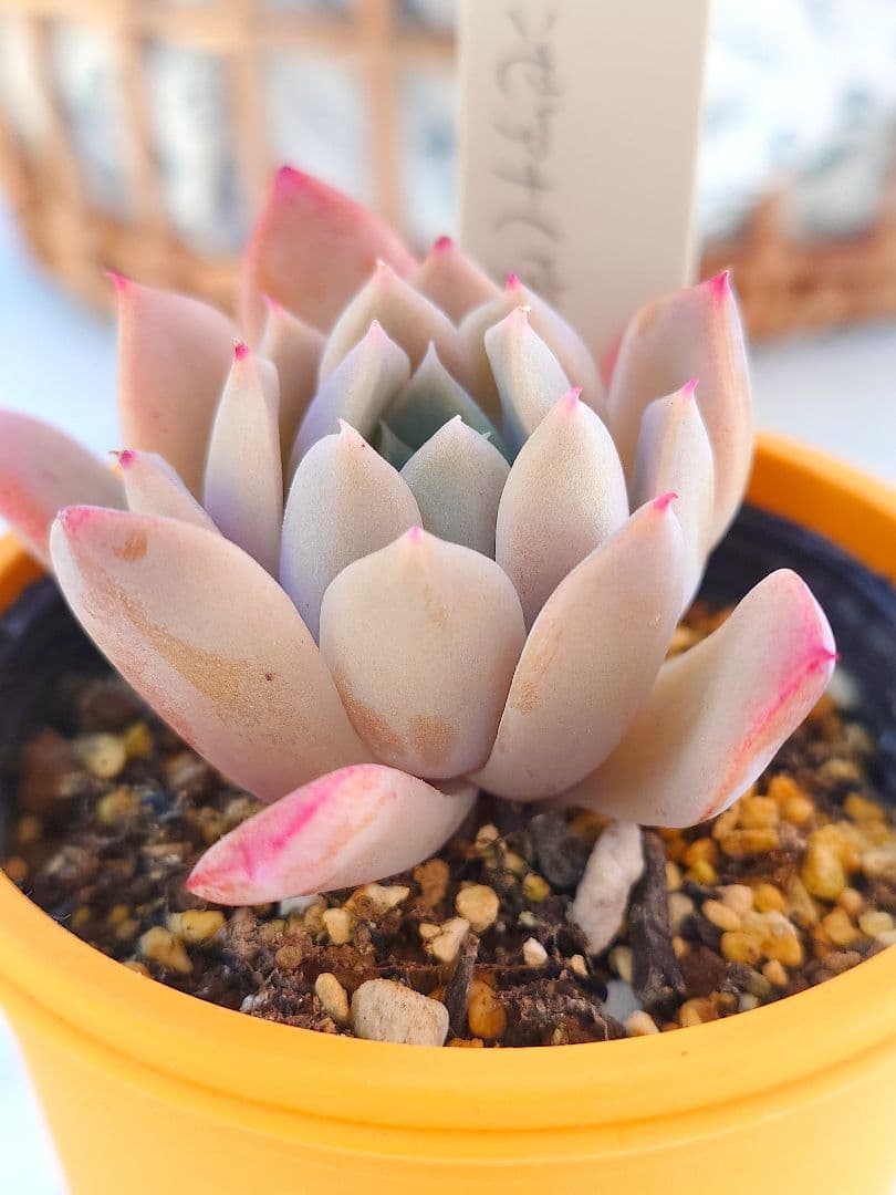 多肉植物 ラパス✕中里リンゼアナ（実生）抜き苗 ミソップさん苗 札