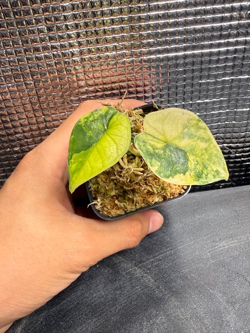 アロカシア メロ オーレア 斑入り