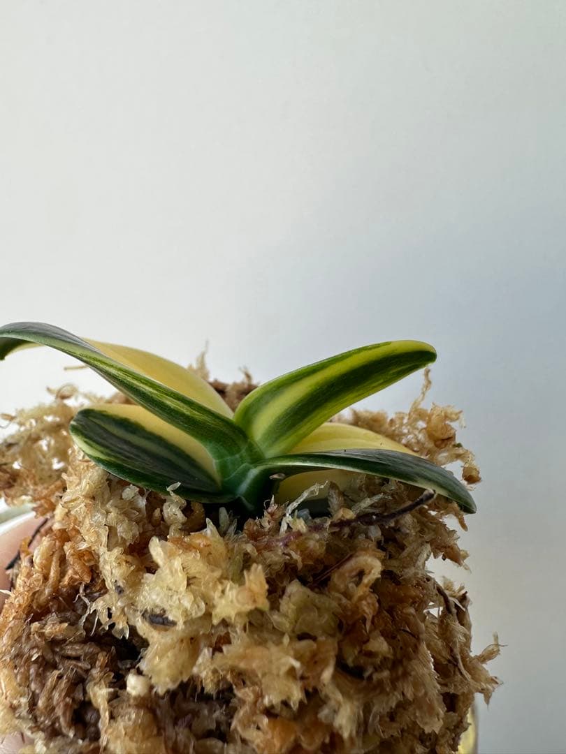 【 名護蘭 】明丸縞　356