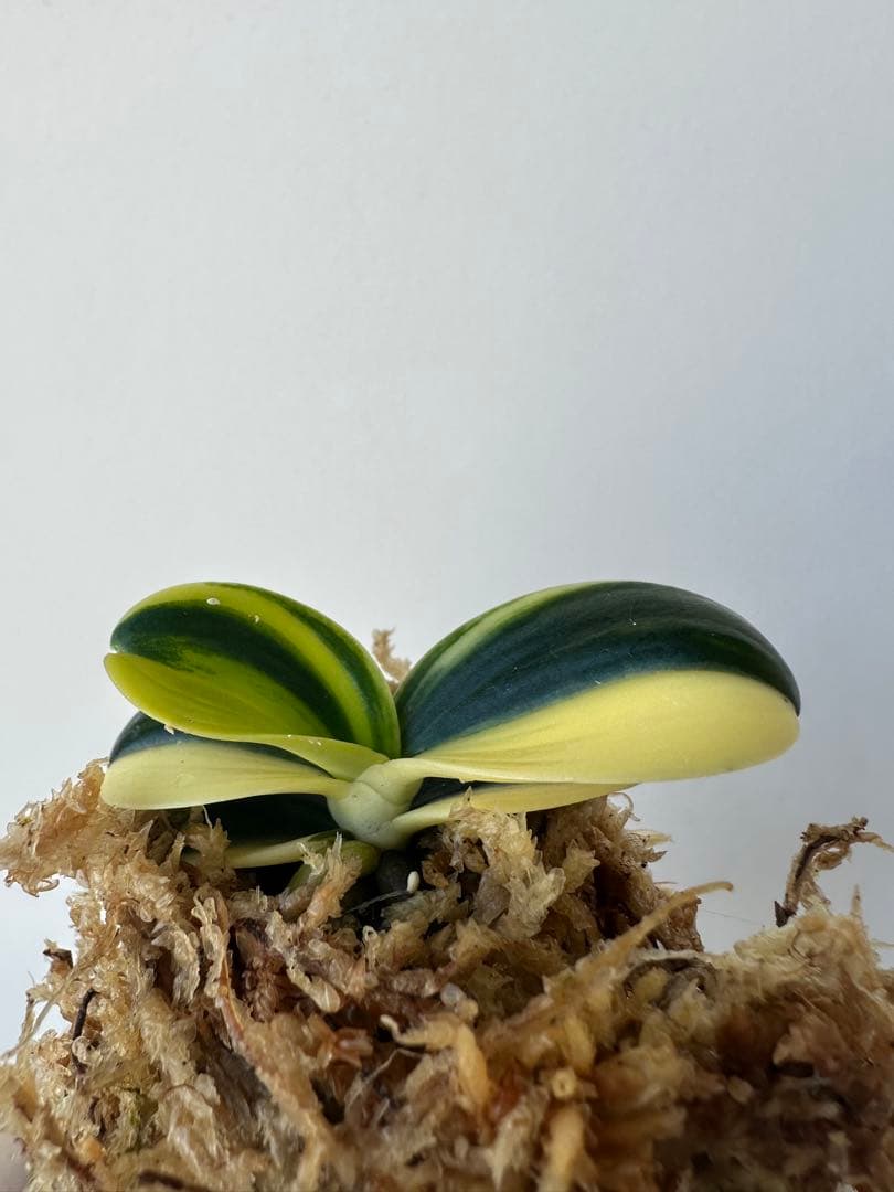 【 名護蘭 】明丸縞　356