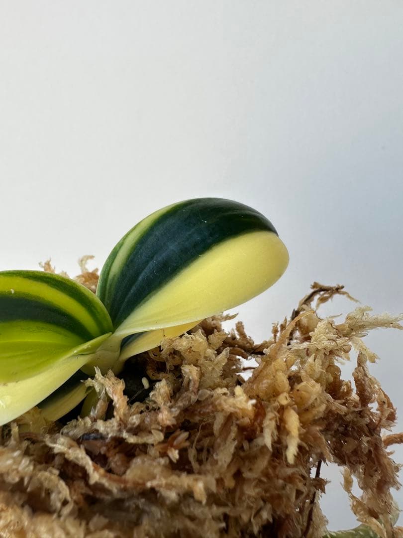 【 名護蘭 】明丸縞　356