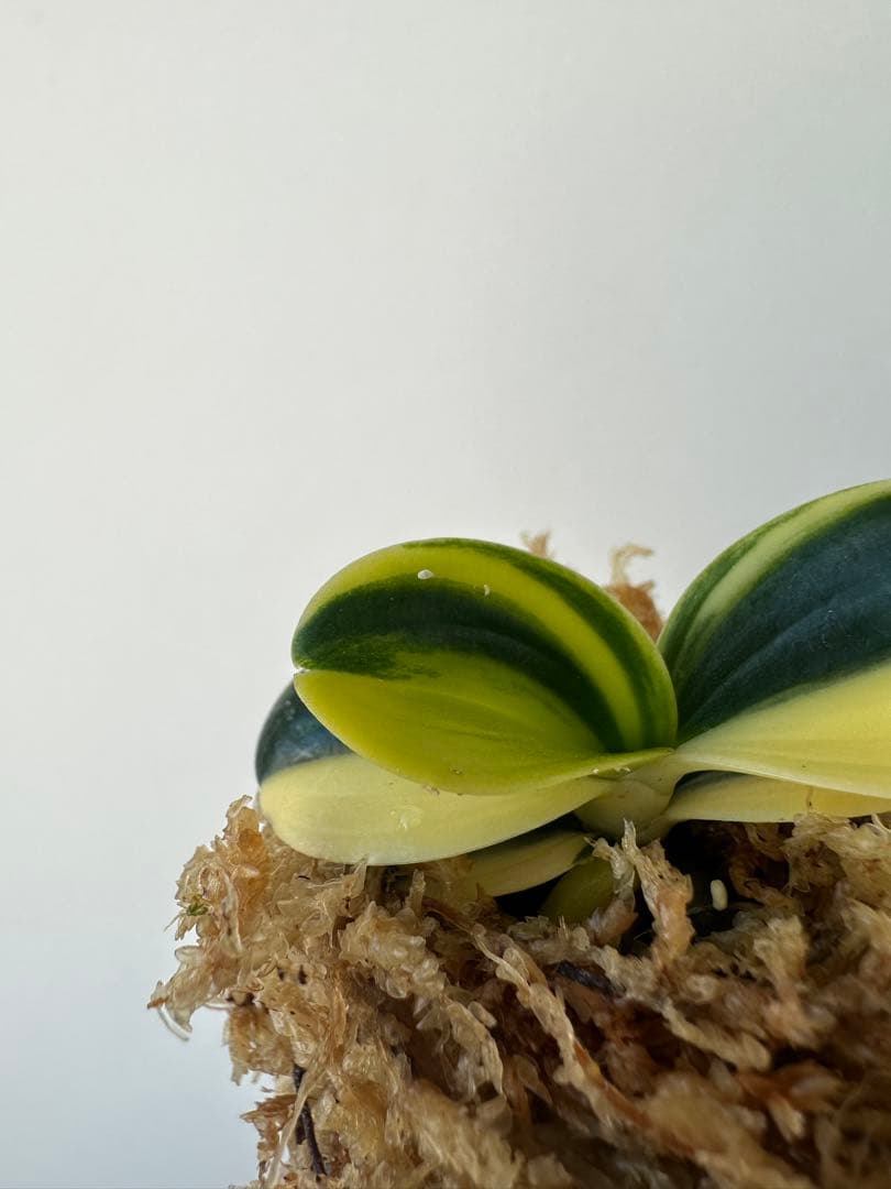 【 名護蘭 】明丸縞　356