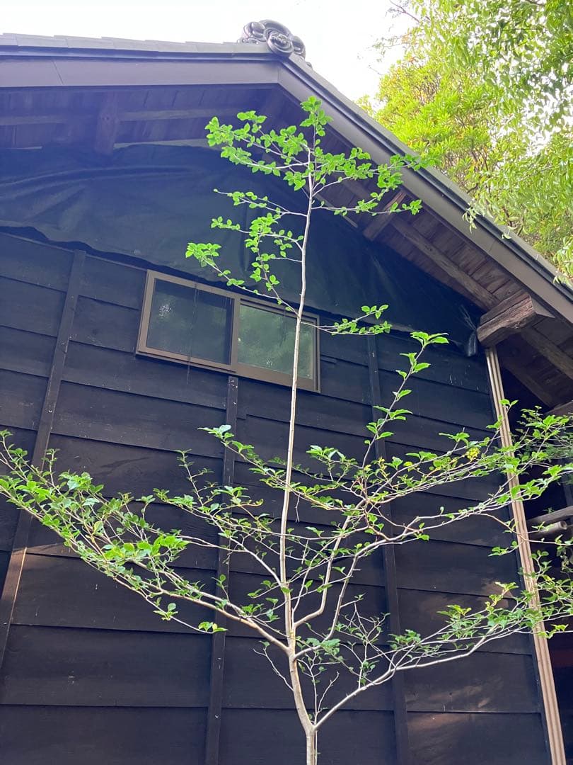 81 山採り　アオハダ